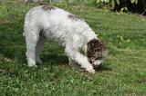 LAGOTTO CAVAGE 009